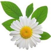 Chamomile Flowers