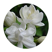 Jasmine Flowers
